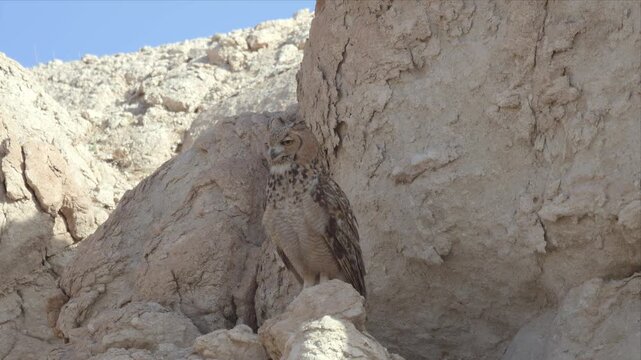 Close up slow motion video of a Pharaoh eagle owl is standing on a rocky desert area and looking at the camera.Slow morning owl video of turning his head.