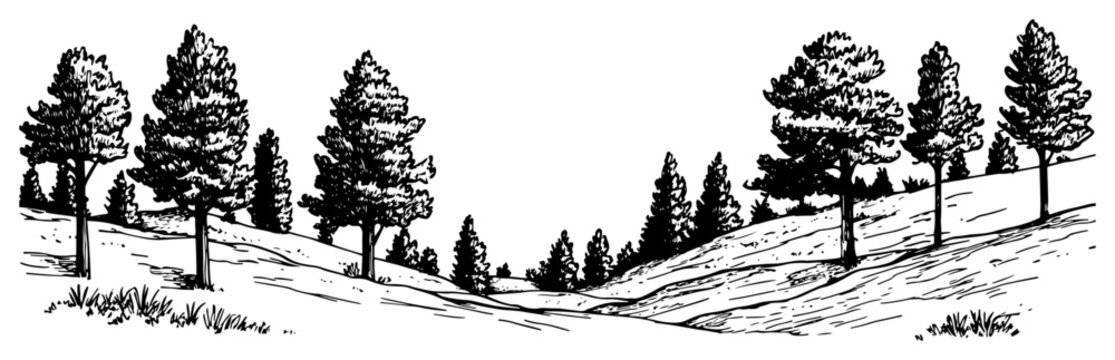 Pine tree forest on a hill vector sketch Hand drawn nature landscape with conifer trees Rural woodland scenery engraving illustration