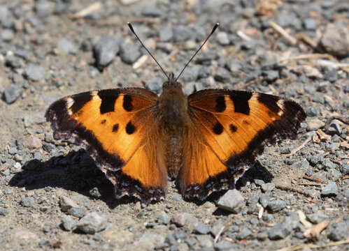 California tortoiseshell butterfly sunbathing on a gravel trail. Foothills Nature Preserve, Santa Clara County, California.