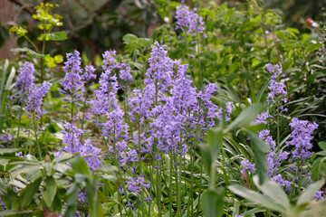 Obraz premium Purple Spanish bluebells in flower.