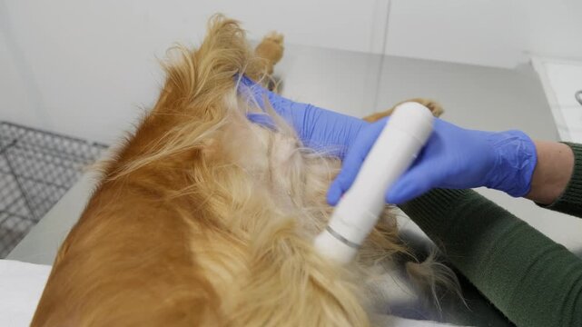 Professional veterinarian in blue gloves shaves a cocker spaniel dog's belly with an electric clipper, preparing the animal for a neutering or spaying operation inside a vet clinic