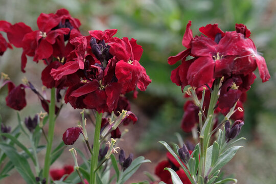 Erysimum cheiri &lsquo;Blood Red&rsquo; wallflower, in bloom