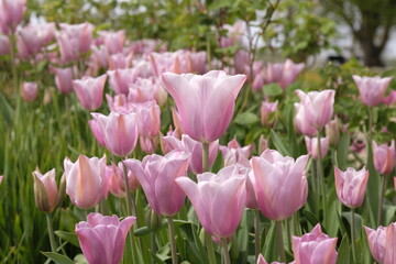 Fototapeta premium Pink triumph tulip, tulipa ‘Mistress’ in flower.