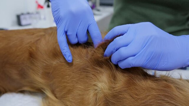 Professional veterinarian wearing blue gloves administering a subcutaneous injection with a syringe to a brown dog, a routine procedure during sterilization or medical treatment at a vet clinic