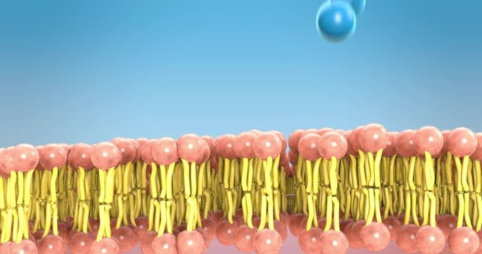 Large molecules are often too big to pass directly through the lipid bilayer of the cell membrane, so they require transport proteins or endocytosis to enter the cell.