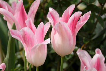 Naklejka premium Pink and white tulipa, tulip ‘holland chic’ in flower.