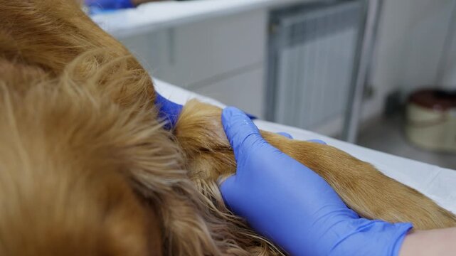 Professional veterinarian placing an intravenous catheter into a vein on a dog's paw to administer anesthesia for sterilization surgery, demonstrating expert animal healthcare