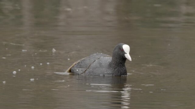 Eurasian Coot (Fulica atra), also widely known as the common coot feeding in pond in spring, Porla, Lohja, Finland, Europe.