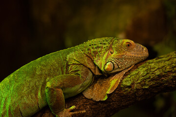 Fototapeta premium Leguan