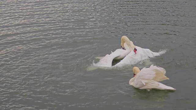 Two white mute swans fighting and splashing water on the lake, territorial dispute, wildlife action 4K 60fps