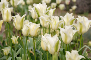 Obraz premium Green and white tulipa, tulip ‘green power’ in flower.