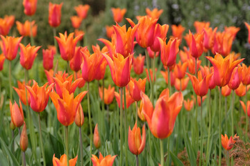 Fototapeta premium Orange and red tulip, Tulipa ‘Ballerina’ in flower.
