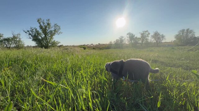 Grey Scottish Fold shorthair fluffy cat with bright orange eyes walks calmly on a leash through fresh green grass in warm sunlight, enjoying an outdoor park garden while chewing tender grass on a peac