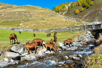 Ziegenherde am Bergbach beim Weiler Melag im Langtauferer Tal, Südtirol © Ilhan Balta