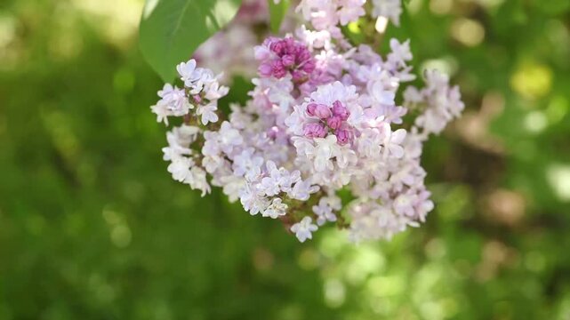 Lilac flowers blossom - Branch with purple petals blooming and swaying in the wind - Spring nature.