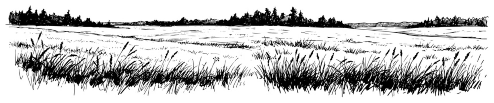 Grassy meadow field with tall reeds and forest horizon in a vintage sketch style