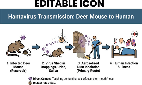 Hantavirus transmission cycle deer mouse to human infection medical illustration isolated on transparent background