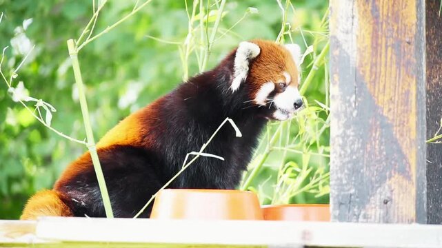 Western red panda (Ailurus fulgens fulgens), also known as the Nepalese red panda, captured in its natural Himalayan habitat. This rare arboreal mammal is recognized for its reddish fur, bushy tail, 