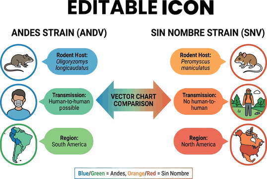 Hantavirus strains comparison andes andv vs sin nombre snv vector chart isolated on transparent background