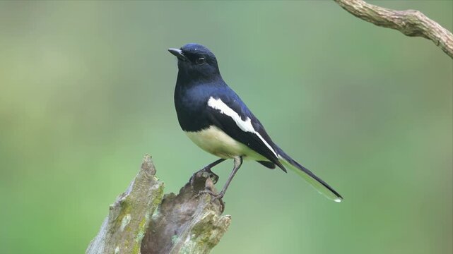 Close up video of oriental Magpie Robin bird perches on weathered tree stump and looking around. Soft green background enhances natural focus. Bird faces left, poised, alert, and still.