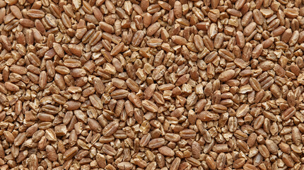 Fototapeta premium Whole wheat grains macro texture for agriculture industry and healthy bread bakery flour product design frontal view background perfectly high resolution