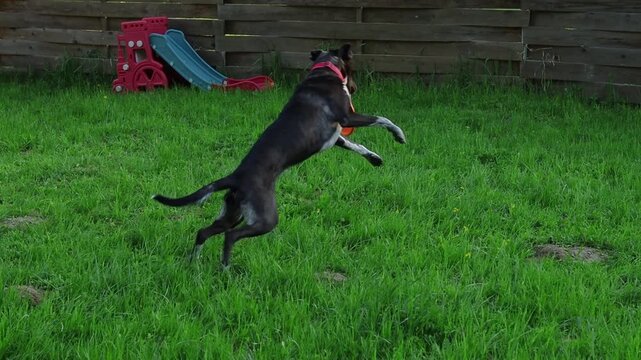 Dog plays in backyard with swing and green grass on a sunny day. Mixed breed dog runs around and plays with frisbee in a backyard filled with green grass. A swing is hanging nearby