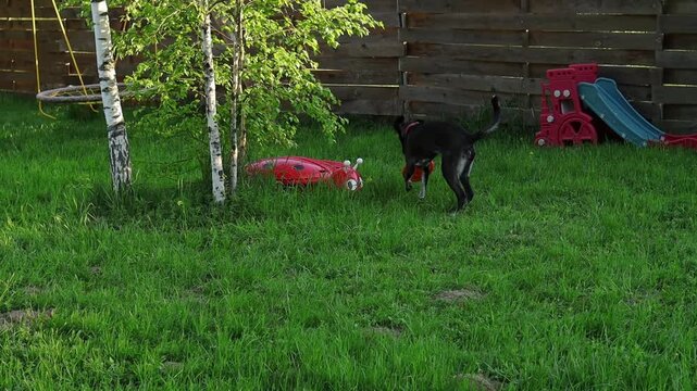 Dog jumps to catch a frisbee in backyard during sunny afternoon playtime. Mixed breed leaps into the air to catch a frisbee in a backyard. The sun shines down on the green grass
