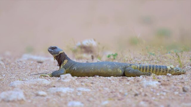video of a Spiny-Tailed Lizard in its natural desert habitat,Lizard is laying on the ground in the desert. The lizard is brown and has a long tail