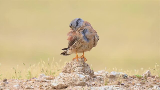 Close up video of lesser kestrel stands alert on rocky ground and cleaning his body. Soft, golden light bathes the scene. Vibrant yellow feet grip weathered stones.