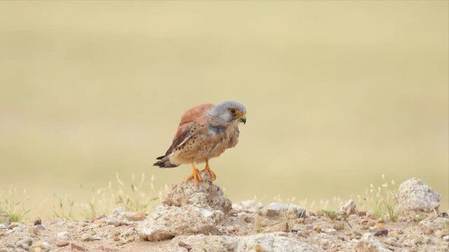 Close up video of lesser kestrel stands alert on rocky ground and cleaning his body. Soft, golden light bathes the scene. Vibrant yellow feet grip weathered stones. Brown feathers contrast