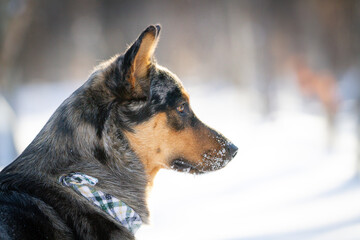 Australian Cattle Dog Side Profile Portrait In Winter Snow. © Thomas E. Lee