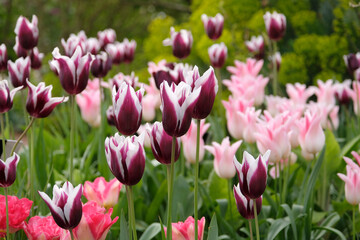 Fototapeta premium Purple and white tulipa, lily flowered tulip ‘spitsbergen’ in flower.