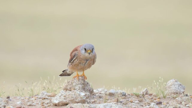 Close up video of lesser kestrel stands falcon perches alertly on rocky outcrop and relaxing. Sharp eyes scan surroundings with keen interest. Soft focus background enhances bird's natural presence. 