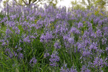Fototapeta premium Purple spires of Camassia, also known as quamash, in flower.