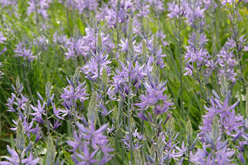 Fototapeta premium Purple spires of Camassia, also known as quamash, in flower.