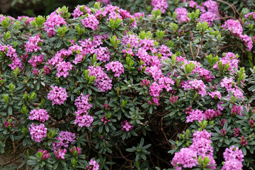 Fototapeta premium Purple pink Daphne x susannae ‘Cheriton’ in flower.