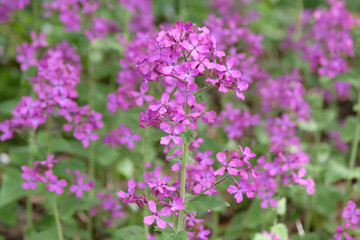 Obraz premium Lunaria annua, purple honesty, in flower.