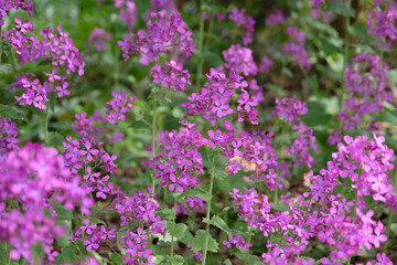 Fototapeta premium Lunaria annua, purple honesty, in flower.