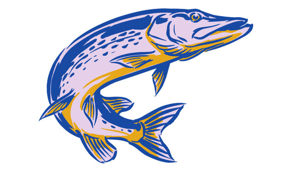 Pike fish illustration. Vintage fishing artwork for t-shirt print, poster, and sticker. Muskellunge predator fish graphic design.