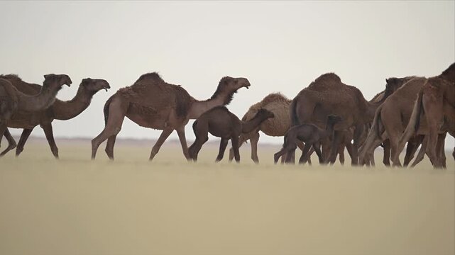 Slow motion video of Camels march across vast, sunlit desert sands. Humped, brown creatures move as one, quiet and strong. Distant horizon fades into soft, pale sky. No people are present.