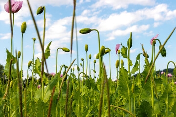 Obraz premium Low angle view of pink poppy flowers and green buds growing in a field under a bright blue sky. Airy summer wildflower landscape with copy space.