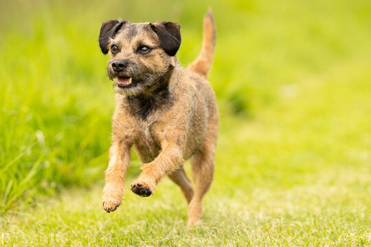 Border Terrier