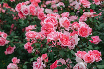 Obraz premium Branch of delicate pink roses in full bloom growing in summer garden. Romantic floral background with natural light, decorative flowers and green foliage. Spring and nature, gardening, plant breeding.
