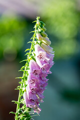 Pink foxglove flower spike blooming in the garden, digitalis purpurea © Mieszko