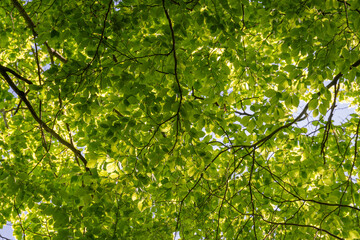 Fototapeta premium Looking up into the canopy of a beech tree with fresh green leaves.