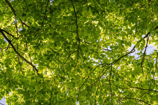 Looking up into the canopy of a beech tree with fresh green leaves.