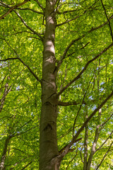 Obraz premium Looking up into the canopy of a beech tree showing the trunk and fresh green leaves.