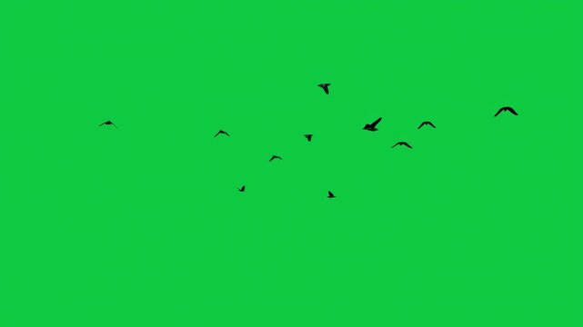 3 Crow Birds Flock Circle Flying Black Silhouette Loop - Sky Cinematic Overlay VFX Pack Green Screen