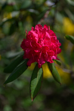 Red rhododendron flower with green leaves.
