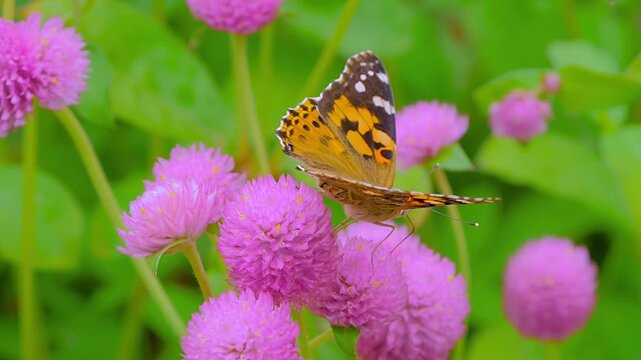 Slow motion: butterfly is flying and drinking sweet nectar from purple flowers Globe amaranth - close up, macro view. Summer time, blooming and flowers pollination concept